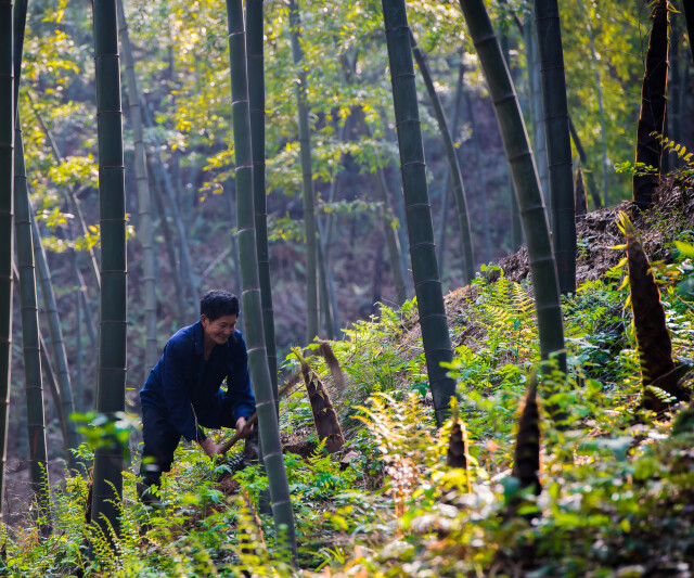 Kaiyun体育网站：“以竹代塑”新风口湖南竹产业迎来发展新机遇(图8)
