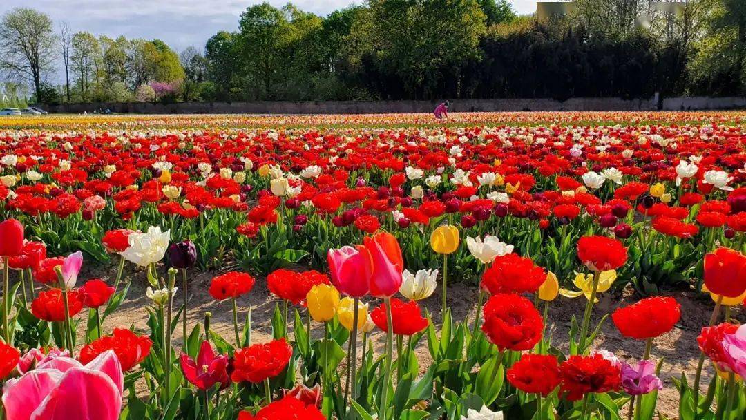 华人将车库改造成可住人的外卖店被警方查封并没收9000件物品!米兰都灵的郁金香田开放前一周可免费进入!(图2)