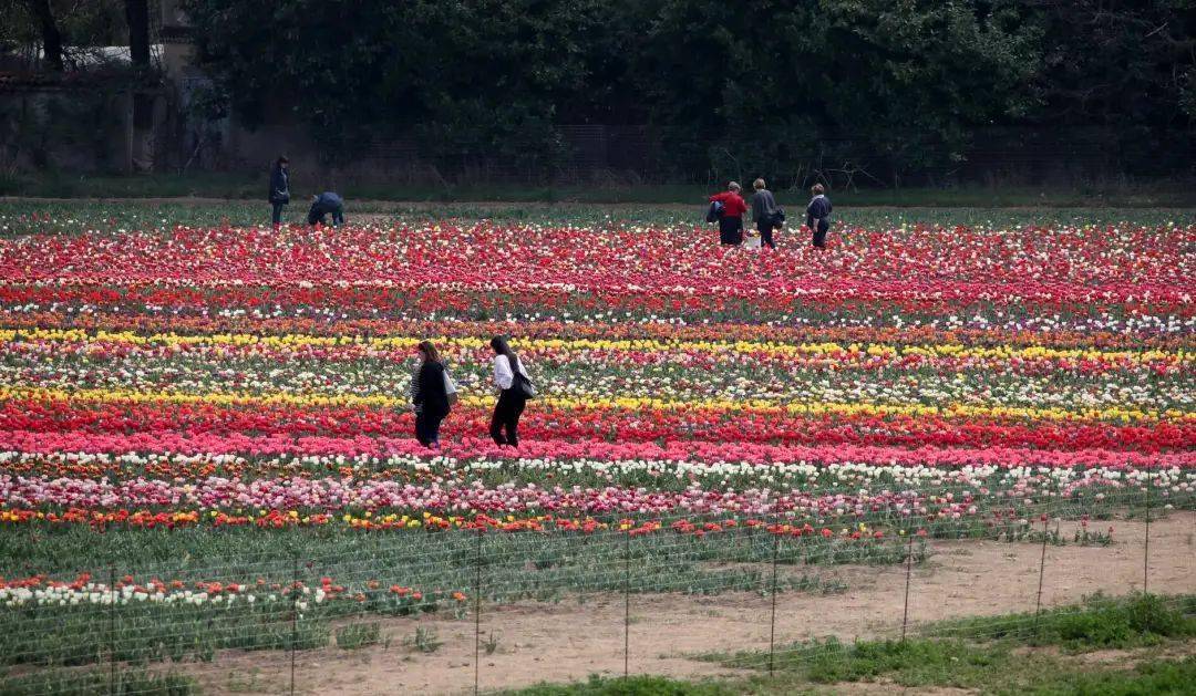 华人将车库改造成可住人的外卖店被警方查封并没收9000件物品!米兰都灵的郁金香田开放前一周可免费进入!(图3)