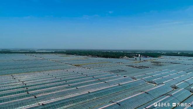 “莘县蔬菜”获评2024年度中国最具影响力蔬菜区域公用品牌(图4)