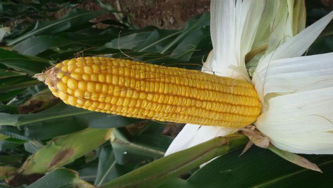 伟科939号玉米品种介绍(图1)