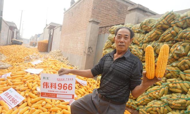 伟科939号玉米品种介绍(图3)