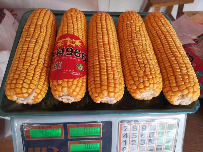 伟科939号玉米品种介绍(图4)