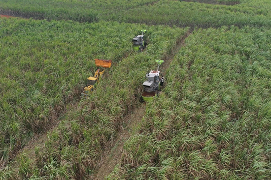Kaiyun体育网站：横州：甘蔗榨季开启“甜蜜事业”提质升级迎丰收(图2)