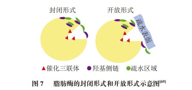Kaiyun体育网站：《食品科学》：哈尔滨商业大学辛嘉英教授等：机械酶学在食品加工应用中的研究进展(图13)